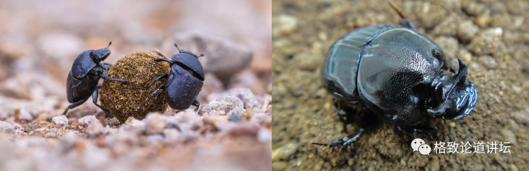 在家里养屎壳郎?你没有看错,我甚至还为它精心研制了一份食谱休闲区蓝鸢梦想 - Www.slyday.coM 在家里养屎壳郎?你没有看错,我甚至还为它精心研制了一份食谱休闲区蓝鸢梦想 - Www.slyday.coM