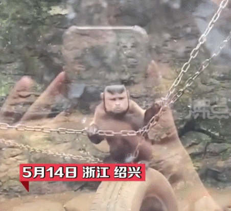 全网快被这只“国字脸猴子”笑死了!略显成熟稳重…网友:像我老丈人休闲区蓝鸢梦想 - Www.slyday.coM 全网快被这只“国字脸猴子”笑死了!略显成熟稳重…网友:像我老丈人休闲区蓝鸢梦想 - Www.slyday.coM