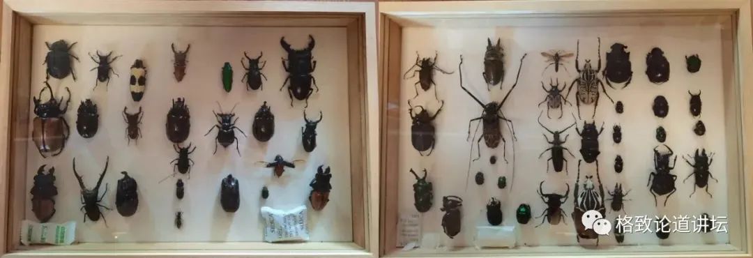 在家里养屎壳郎?你没有看错,我甚至还为它精心研制了一份食谱休闲区蓝鸢梦想 - Www.slyday.coM 在家里养屎壳郎?你没有看错,我甚至还为它精心研制了一份食谱休闲区蓝鸢梦想 - Www.slyday.coM