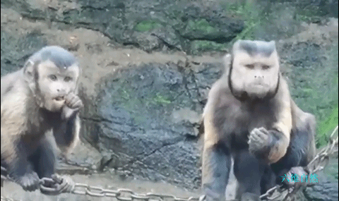 全网快被这只“国字脸猴子”笑死了!略显成熟稳重…网友:像我老丈人休闲区蓝鸢梦想 - Www.slyday.coM 全网快被这只“国字脸猴子”笑死了!略显成熟稳重…网友:像我老丈人休闲区蓝鸢梦想 - Www.slyday.coM