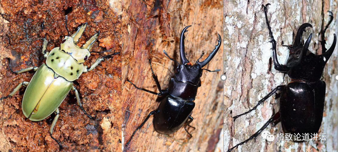 在家里养屎壳郎?你没有看错,我甚至还为它精心研制了一份食谱休闲区蓝鸢梦想 - Www.slyday.coM 在家里养屎壳郎?你没有看错,我甚至还为它精心研制了一份食谱休闲区蓝鸢梦想 - Www.slyday.coM