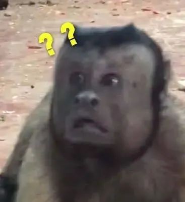 全网快被这只“国字脸猴子”笑死了!略显成熟稳重…网友:像我老丈人休闲区蓝鸢梦想 - Www.slyday.coM 全网快被这只“国字脸猴子”笑死了!略显成熟稳重…网友:像我老丈人休闲区蓝鸢梦想 - Www.slyday.coM