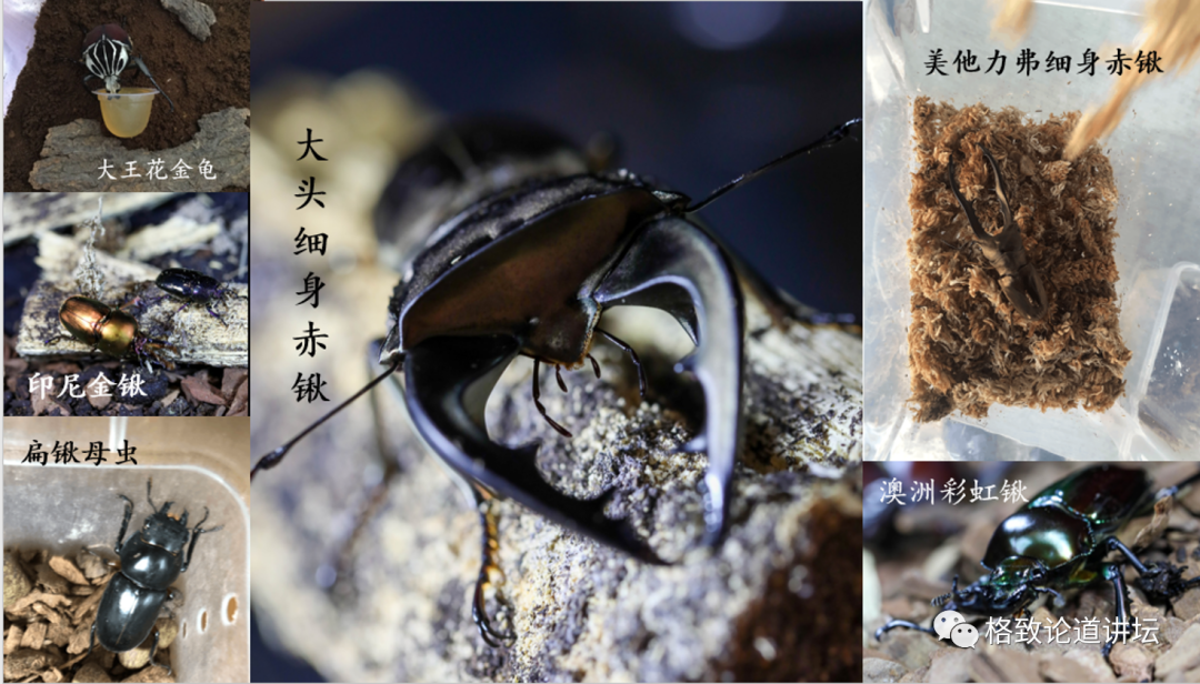 在家里养屎壳郎?你没有看错,我甚至还为它精心研制了一份食谱休闲区蓝鸢梦想 - Www.slyday.coM 在家里养屎壳郎?你没有看错,我甚至还为它精心研制了一份食谱休闲区蓝鸢梦想 - Www.slyday.coM