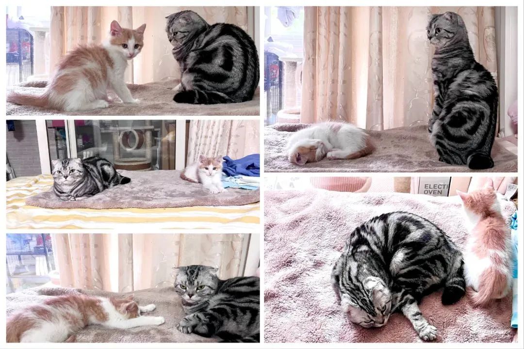 夹心饼干里居然藏了这么多流变学原理,你真的会“扭一扭”奥利奥吗?休闲区蓝鸢梦想 - Www.slyday.coM 夹心饼干里居然藏了这么多流变学原理,你真的会“扭一扭”奥利奥吗?休闲区蓝鸢梦想 - Www.slyday.coM