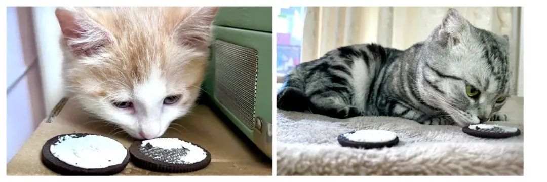 夹心饼干里居然藏了这么多流变学原理,你真的会“扭一扭”奥利奥吗?休闲区蓝鸢梦想 - Www.slyday.coM 夹心饼干里居然藏了这么多流变学原理,你真的会“扭一扭”奥利奥吗?休闲区蓝鸢梦想 - Www.slyday.coM