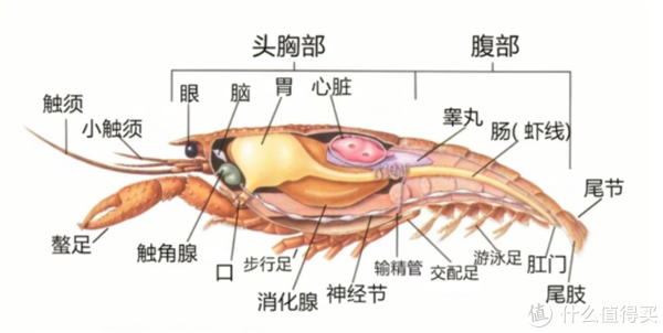 小龙虾解剖构造图看完你就不会乱吃了