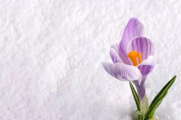 没心眼的老实人,请记住莫言的三句话,以免被人当傻子欺负休闲区蓝鸢梦想 - Www.slyday.coM 没心眼的老实人,请记住莫言的三句话,以免被人当傻子欺负休闲区蓝鸢梦想 - Www.slyday.coM