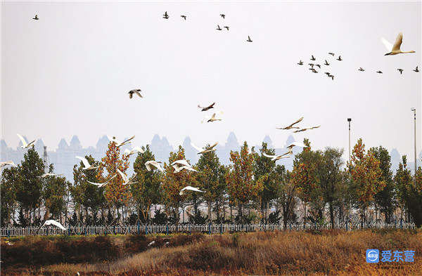 喜迎省第十二次党代会丨厚植大河之洲的生态底色——省第十一次党代会以来东营生态文明建设综述休闲区蓝鸢梦想 - Www.slyday.coM 喜迎省第十二次党代会丨厚植大河之洲的生态底色——省第十一次党代会以来东营生态文明建设综述休闲区蓝鸢梦想 - Www.slyday.coM