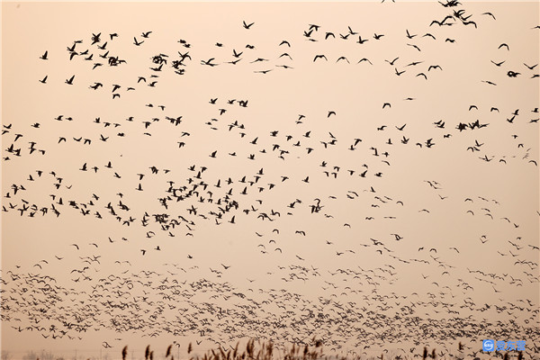 喜迎省第十二次党代会丨厚植大河之洲的生态底色——省第十一次党代会以来东营生态文明建设综述休闲区蓝鸢梦想 - Www.slyday.coM 喜迎省第十二次党代会丨厚植大河之洲的生态底色——省第十一次党代会以来东营生态文明建设综述休闲区蓝鸢梦想 - Www.slyday.coM