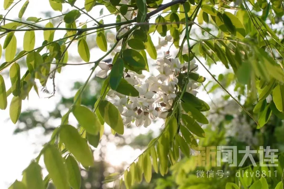 劳动公园一起走进"大连槐花时间"十大赏槐地大连市文化和旅游局推出