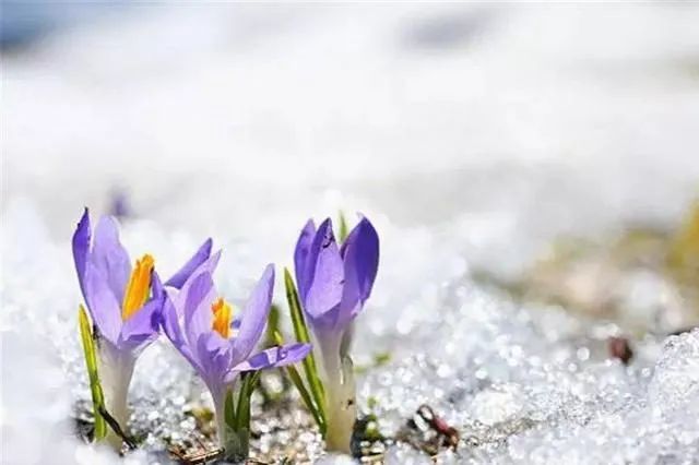 没心眼的老实人,请记住莫言的三句话,以免被人当傻子欺负休闲区蓝鸢梦想 - Www.slyday.coM 没心眼的老实人,请记住莫言的三句话,以免被人当傻子欺负休闲区蓝鸢梦想 - Www.slyday.coM