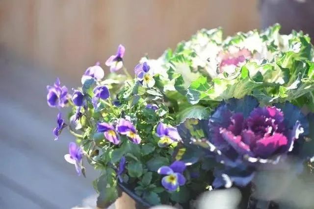 没心眼的老实人,请记住莫言的三句话,以免被人当傻子欺负休闲区蓝鸢梦想 - Www.slyday.coM 没心眼的老实人,请记住莫言的三句话,以免被人当傻子欺负休闲区蓝鸢梦想 - Www.slyday.coM