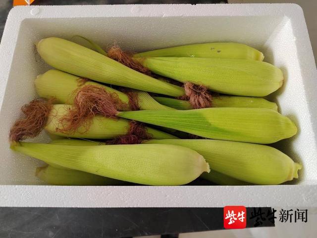 42元/3斤起,每一口都是童年味!扬子晚报“联名款”黄金小玉米正式上线休闲区蓝鸢梦想 - Www.slyday.coM 42元/3斤起,每一口都是童年味!扬子晚报“联名款”黄金小玉米正式上线休闲区蓝鸢梦想 - Www.slyday.coM