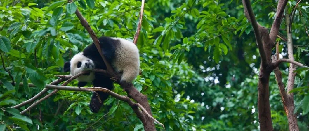 青春客厅 | 大熊猫“惨遭降级”，竟然是个好消息？