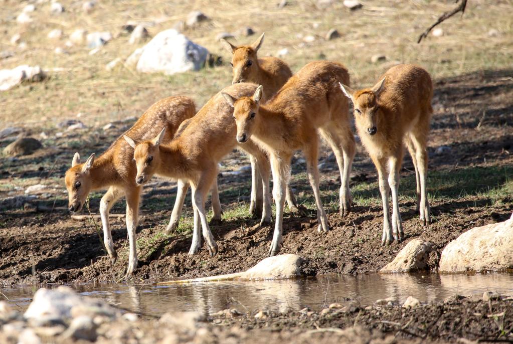 内蒙古大青山野放麋鹿种群新生幼崽。（受访单位供图）