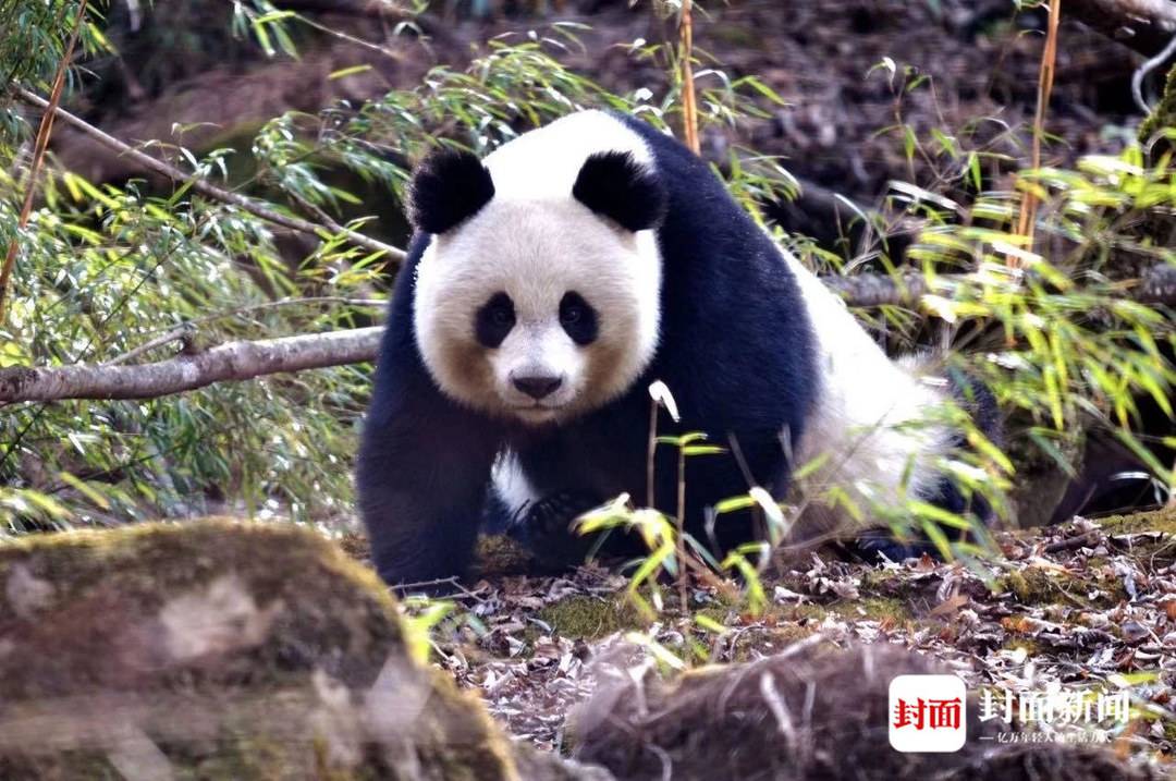 四川唐家河:野生大熊猫和它的“邻居”们|国际生物多样性日休闲区蓝鸢梦想 - Www.slyday.coM 四川唐家河:野生大熊猫和它的“邻居”们|国际生物多样性日休闲区蓝鸢梦想 - Www.slyday.coM