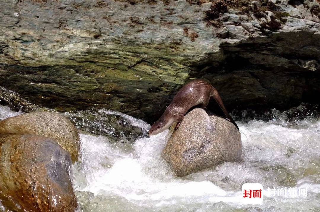 四川唐家河:野生大熊猫和它的“邻居”们|国际生物多样性日休闲区蓝鸢梦想 - Www.slyday.coM 四川唐家河:野生大熊猫和它的“邻居”们|国际生物多样性日休闲区蓝鸢梦想 - Www.slyday.coM
