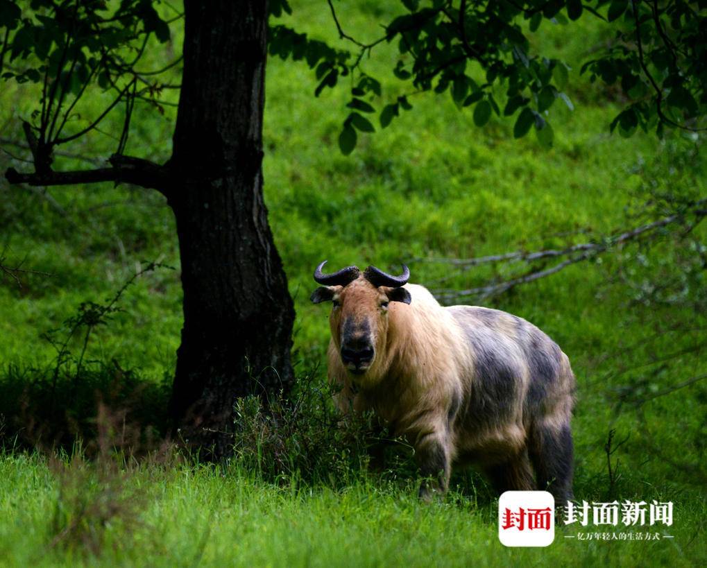 四川唐家河:野生大熊猫和它的“邻居”们|国际生物多样性日休闲区蓝鸢梦想 - Www.slyday.coM 四川唐家河:野生大熊猫和它的“邻居”们|国际生物多样性日休闲区蓝鸢梦想 - Www.slyday.coM