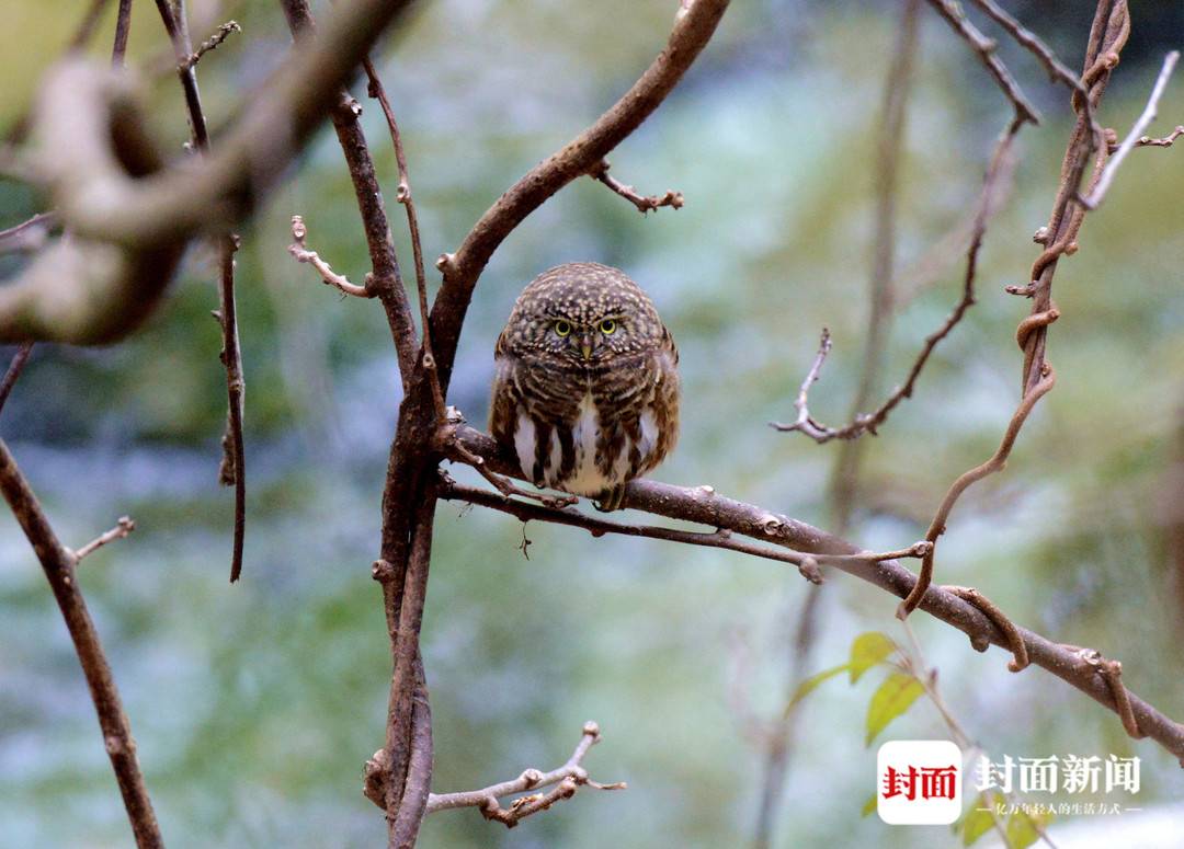 四川唐家河:野生大熊猫和它的“邻居”们|国际生物多样性日休闲区蓝鸢梦想 - Www.slyday.coM 四川唐家河:野生大熊猫和它的“邻居”们|国际生物多样性日休闲区蓝鸢梦想 - Www.slyday.coM