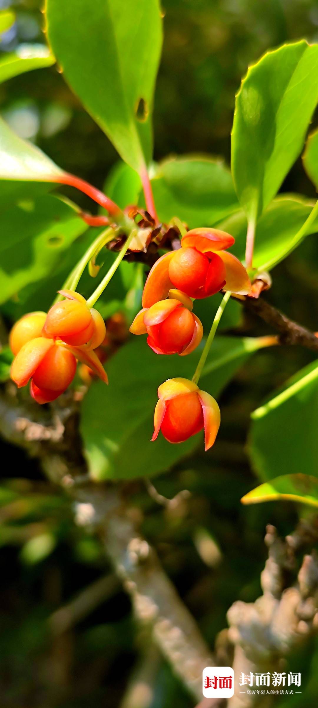 四川唐家河:野生大熊猫和它的“邻居”们|国际生物多样性日休闲区蓝鸢梦想 - Www.slyday.coM 四川唐家河:野生大熊猫和它的“邻居”们|国际生物多样性日休闲区蓝鸢梦想 - Www.slyday.coM
