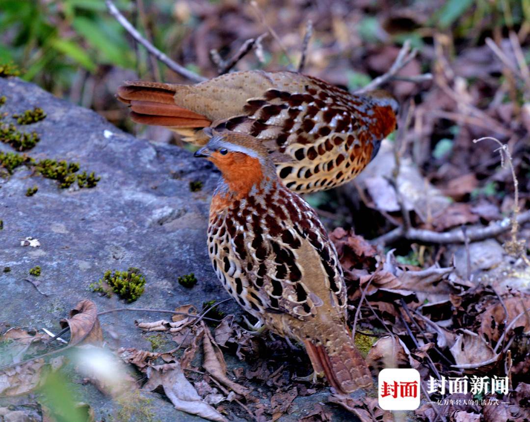 四川唐家河:野生大熊猫和它的“邻居”们|国际生物多样性日休闲区蓝鸢梦想 - Www.slyday.coM 四川唐家河:野生大熊猫和它的“邻居”们|国际生物多样性日休闲区蓝鸢梦想 - Www.slyday.coM