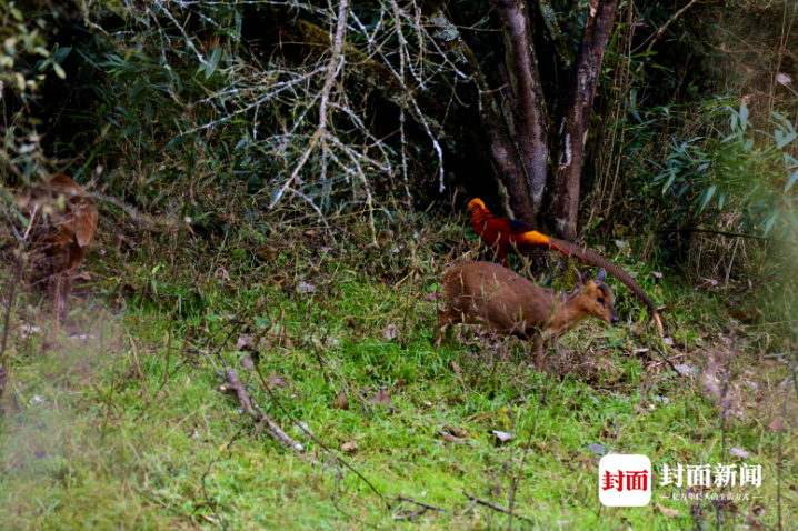 四川唐家河:野生大熊猫和它的“邻居”们|国际生物多样性日休闲区蓝鸢梦想 - Www.slyday.coM 四川唐家河:野生大熊猫和它的“邻居”们|国际生物多样性日休闲区蓝鸢梦想 - Www.slyday.coM