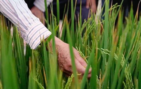 袁隆平院士逝世一周年,南山音乐人深情吟唱“禾下乘凉梦”休闲区蓝鸢梦想 - Www.slyday.coM 袁隆平院士逝世一周年,南山音乐人深情吟唱“禾下乘凉梦”休闲区蓝鸢梦想 - Www.slyday.coM