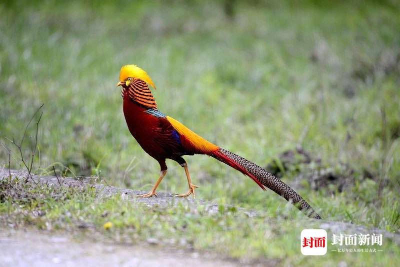 四川唐家河:野生大熊猫和它的“邻居”们|国际生物多样性日休闲区蓝鸢梦想 - Www.slyday.coM 四川唐家河:野生大熊猫和它的“邻居”们|国际生物多样性日休闲区蓝鸢梦想 - Www.slyday.coM