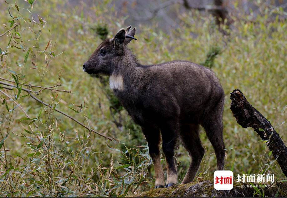 四川唐家河:野生大熊猫和它的“邻居”们|国际生物多样性日休闲区蓝鸢梦想 - Www.slyday.coM 四川唐家河:野生大熊猫和它的“邻居”们|国际生物多样性日休闲区蓝鸢梦想 - Www.slyday.coM