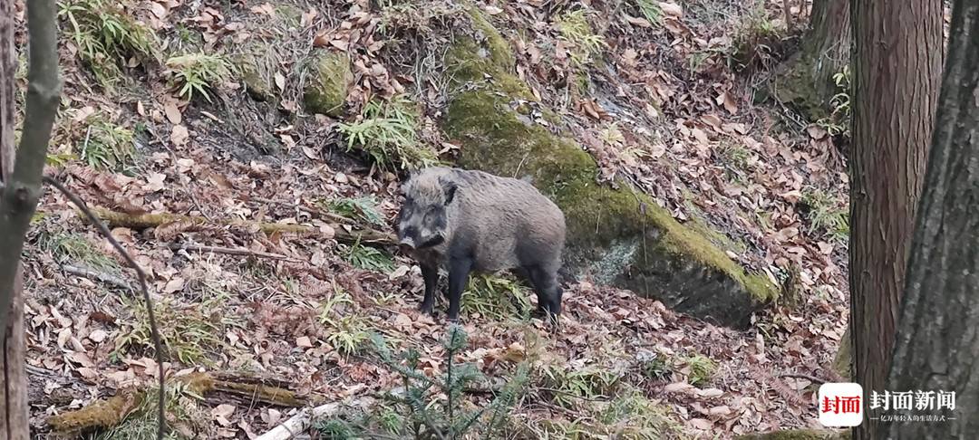 四川唐家河:野生大熊猫和它的“邻居”们|国际生物多样性日休闲区蓝鸢梦想 - Www.slyday.coM 四川唐家河:野生大熊猫和它的“邻居”们|国际生物多样性日休闲区蓝鸢梦想 - Www.slyday.coM