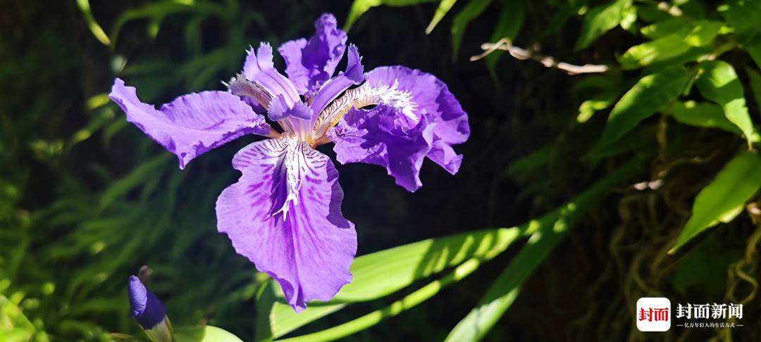 四川唐家河:野生大熊猫和它的“邻居”们|国际生物多样性日休闲区蓝鸢梦想 - Www.slyday.coM 四川唐家河:野生大熊猫和它的“邻居”们|国际生物多样性日休闲区蓝鸢梦想 - Www.slyday.coM