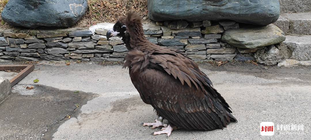 四川唐家河:野生大熊猫和它的“邻居”们|国际生物多样性日休闲区蓝鸢梦想 - Www.slyday.coM 四川唐家河:野生大熊猫和它的“邻居”们|国际生物多样性日休闲区蓝鸢梦想 - Www.slyday.coM