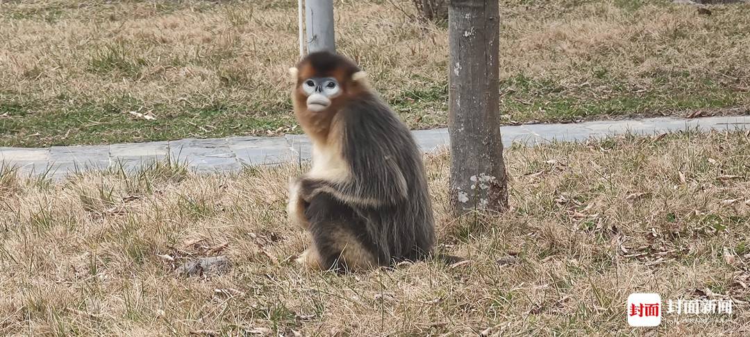 四川唐家河:野生大熊猫和它的“邻居”们|国际生物多样性日休闲区蓝鸢梦想 - Www.slyday.coM 四川唐家河:野生大熊猫和它的“邻居”们|国际生物多样性日休闲区蓝鸢梦想 - Www.slyday.coM