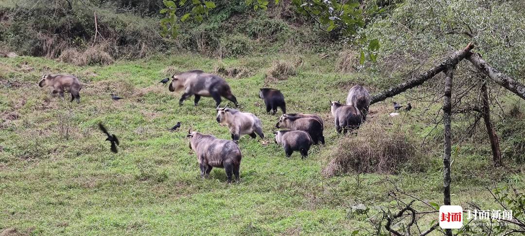 四川唐家河:野生大熊猫和它的“邻居”们|国际生物多样性日休闲区蓝鸢梦想 - Www.slyday.coM 四川唐家河:野生大熊猫和它的“邻居”们|国际生物多样性日休闲区蓝鸢梦想 - Www.slyday.coM