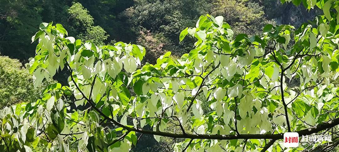 四川唐家河:野生大熊猫和它的“邻居”们|国际生物多样性日休闲区蓝鸢梦想 - Www.slyday.coM 四川唐家河:野生大熊猫和它的“邻居”们|国际生物多样性日休闲区蓝鸢梦想 - Www.slyday.coM