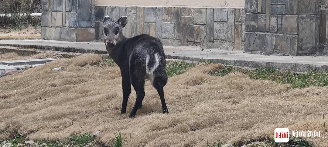 四川唐家河:野生大熊猫和它的“邻居”们|国际生物多样性日休闲区蓝鸢梦想 - Www.slyday.coM 四川唐家河:野生大熊猫和它的“邻居”们|国际生物多样性日休闲区蓝鸢梦想 - Www.slyday.coM