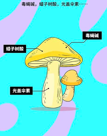 男子采 6 朵白色蘑菇食用险丧命,路边的野菇不要采啊!休闲区蓝鸢梦想 - Www.slyday.coM 男子采 6 朵白色蘑菇食用险丧命,路边的野菇不要采啊!休闲区蓝鸢梦想 - Www.slyday.coM
