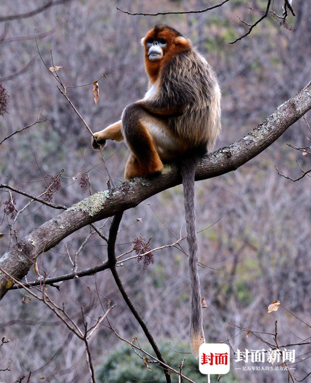 四川唐家河:野生大熊猫和它的“邻居”们|国际生物多样性日休闲区蓝鸢梦想 - Www.slyday.coM 四川唐家河:野生大熊猫和它的“邻居”们|国际生物多样性日休闲区蓝鸢梦想 - Www.slyday.coM
