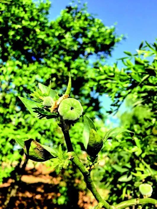 富民枳 昆明市濒危动植物收容拯救中心 供图