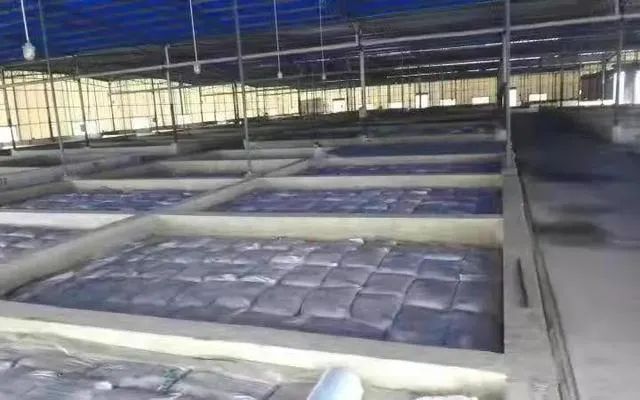 ▲华容县一家芥菜加工厂近期建好的标准化腌制池。新京报资料图