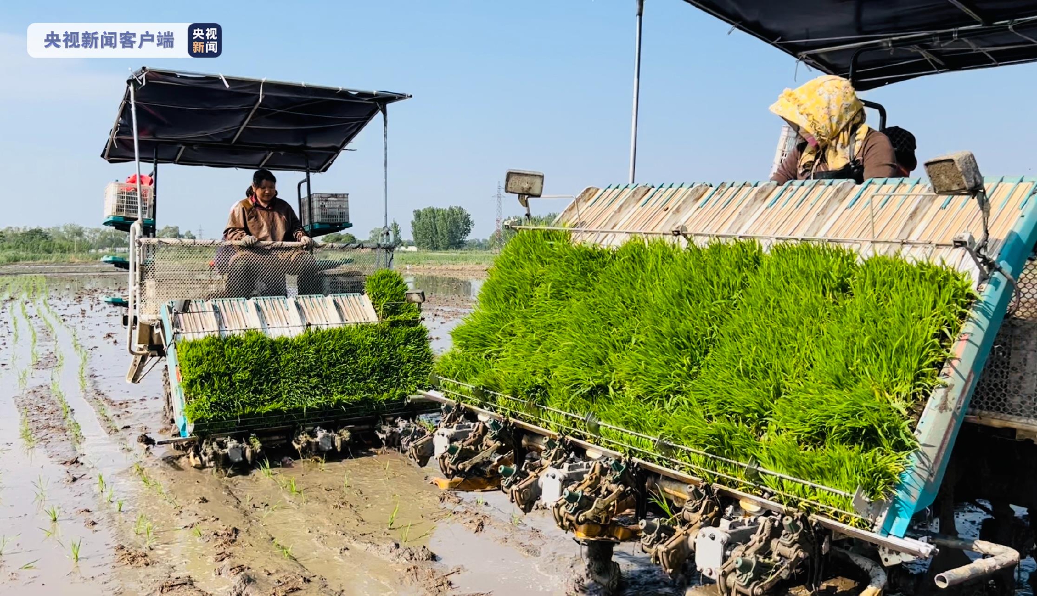京津冀地区首次!袁隆平团队“巨型稻”在天津正式插秧休闲区蓝鸢梦想 - Www.slyday.coM 京津冀地区首次!袁隆平团队“巨型稻”在天津正式插秧休闲区蓝鸢梦想 - Www.slyday.coM