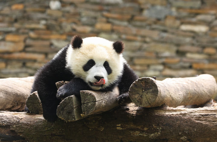  在中国大熊猫保护研究中心卧龙神树坪基地内，一只大熊猫在架子上休息（4月24日摄）。新华社记者 胥冰洁 摄