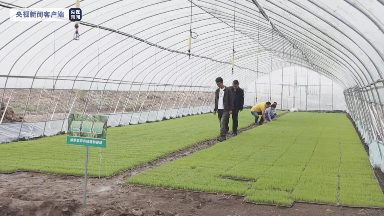 京津冀地区首次!袁隆平团队“巨型稻”在天津正式插秧休闲区蓝鸢梦想 - Www.slyday.coM 京津冀地区首次!袁隆平团队“巨型稻”在天津正式插秧休闲区蓝鸢梦想 - Www.slyday.coM