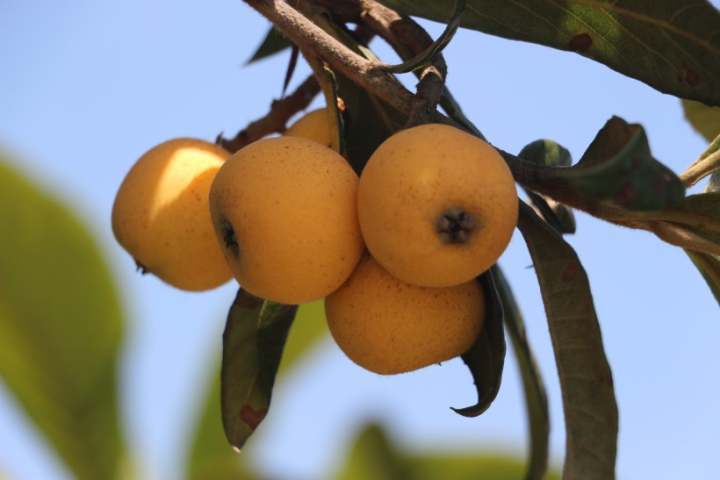 西班牙枇杷像鸡蛋,日本枇杷更抗冻,为了当季这口鲜甜,专家让全球枇杷“搞对象”休闲区蓝鸢梦想 - Www.slyday.coM 西班牙枇杷像鸡蛋,日本枇杷更抗冻,为了当季这口鲜甜,专家让全球枇杷“搞对象”休闲区蓝鸢梦想 - Www.slyday.coM