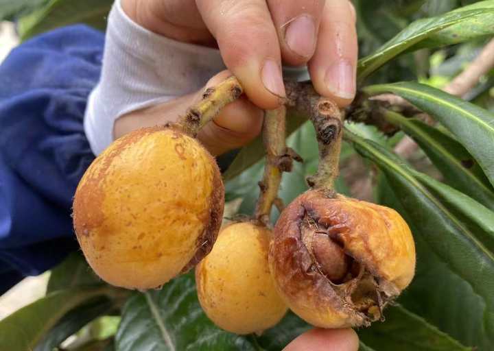 西班牙枇杷像鸡蛋,日本枇杷更抗冻,为了当季这口鲜甜,专家让全球枇杷“搞对象”休闲区蓝鸢梦想 - Www.slyday.coM 西班牙枇杷像鸡蛋,日本枇杷更抗冻,为了当季这口鲜甜,专家让全球枇杷“搞对象”休闲区蓝鸢梦想 - Www.slyday.coM