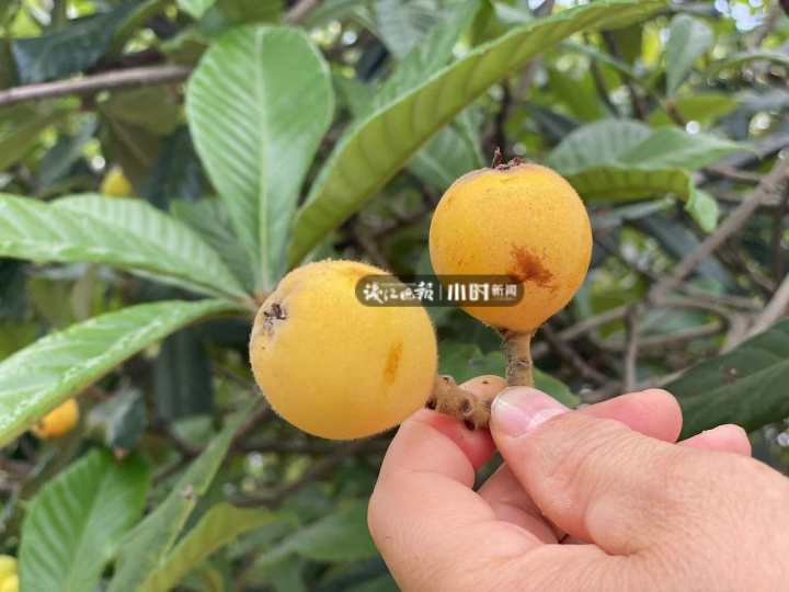 西班牙枇杷像鸡蛋,日本枇杷更抗冻,为了当季这口鲜甜,专家让全球枇杷“搞对象”休闲区蓝鸢梦想 - Www.slyday.coM 西班牙枇杷像鸡蛋,日本枇杷更抗冻,为了当季这口鲜甜,专家让全球枇杷“搞对象”休闲区蓝鸢梦想 - Www.slyday.coM