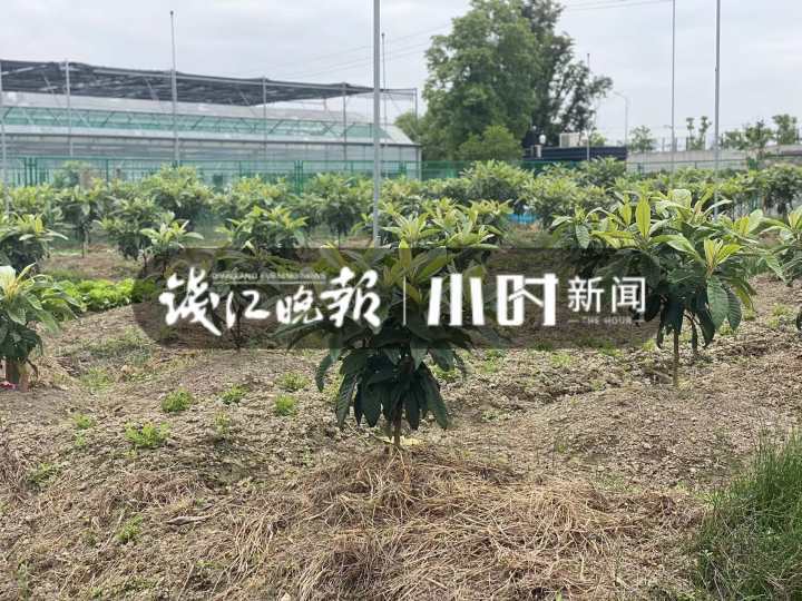 西班牙枇杷像鸡蛋,日本枇杷更抗冻,为了当季这口鲜甜,专家让全球枇杷“搞对象”休闲区蓝鸢梦想 - Www.slyday.coM 西班牙枇杷像鸡蛋,日本枇杷更抗冻,为了当季这口鲜甜,专家让全球枇杷“搞对象”休闲区蓝鸢梦想 - Www.slyday.coM