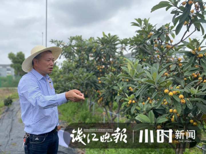 西班牙枇杷像鸡蛋,日本枇杷更抗冻,为了当季这口鲜甜,专家让全球枇杷“搞对象”休闲区蓝鸢梦想 - Www.slyday.coM 西班牙枇杷像鸡蛋,日本枇杷更抗冻,为了当季这口鲜甜,专家让全球枇杷“搞对象”休闲区蓝鸢梦想 - Www.slyday.coM