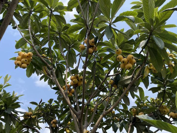 西班牙枇杷像鸡蛋,日本枇杷更抗冻,为了当季这口鲜甜,专家让全球枇杷“搞对象”休闲区蓝鸢梦想 - Www.slyday.coM 西班牙枇杷像鸡蛋,日本枇杷更抗冻,为了当季这口鲜甜,专家让全球枇杷“搞对象”休闲区蓝鸢梦想 - Www.slyday.coM