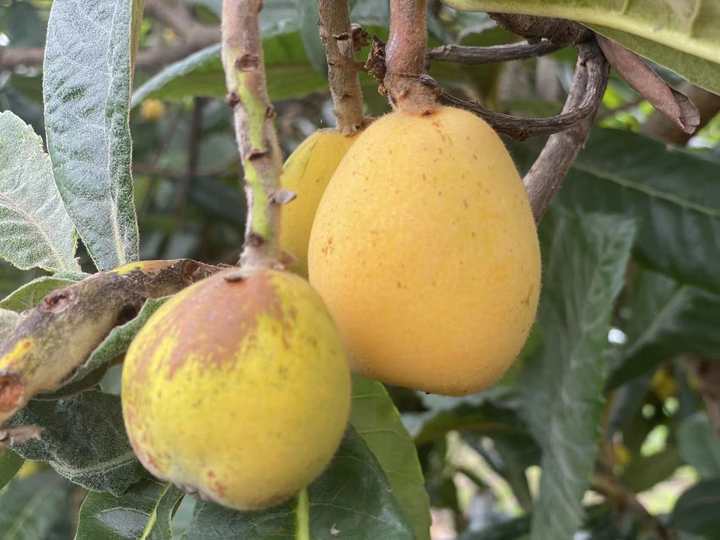 西班牙枇杷像鸡蛋,日本枇杷更抗冻,为了当季这口鲜甜,专家让全球枇杷“搞对象”休闲区蓝鸢梦想 - Www.slyday.coM 西班牙枇杷像鸡蛋,日本枇杷更抗冻,为了当季这口鲜甜,专家让全球枇杷“搞对象”休闲区蓝鸢梦想 - Www.slyday.coM